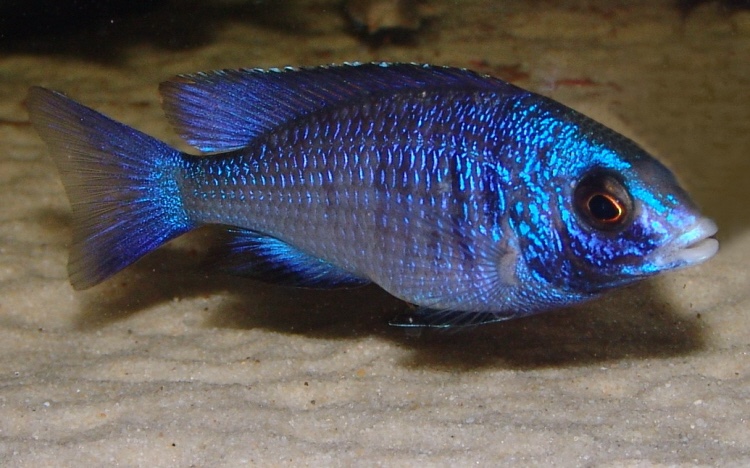 Placidochromis phenochilus 'Mdoka Reef'